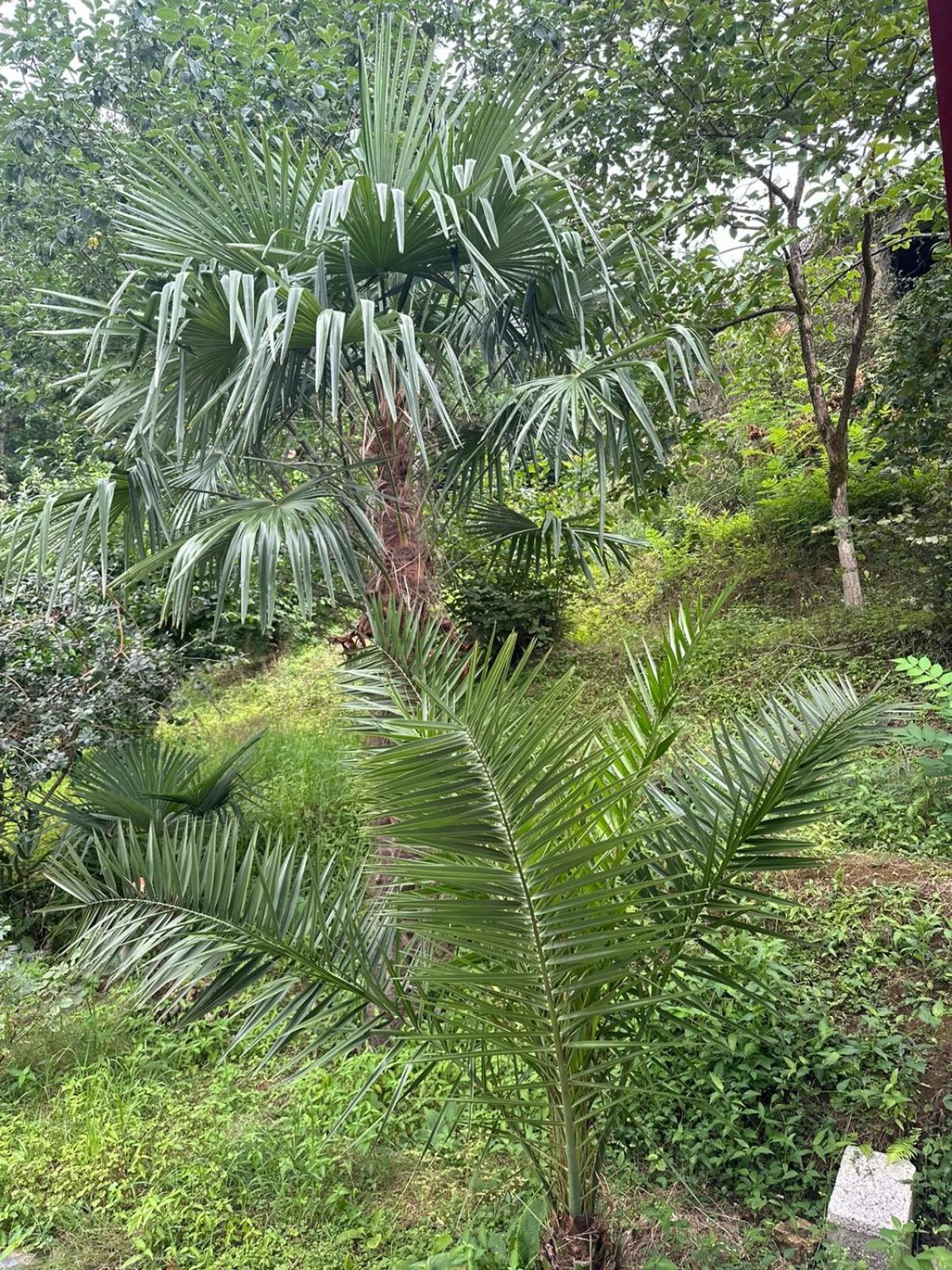 Shamil House Guest House Makhinjauri Bagian luar foto